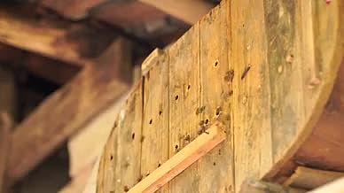 4k实拍农业养蜂蜜蜂养殖蜜蜂飞舞蜜蜂采蜜视频的预览图